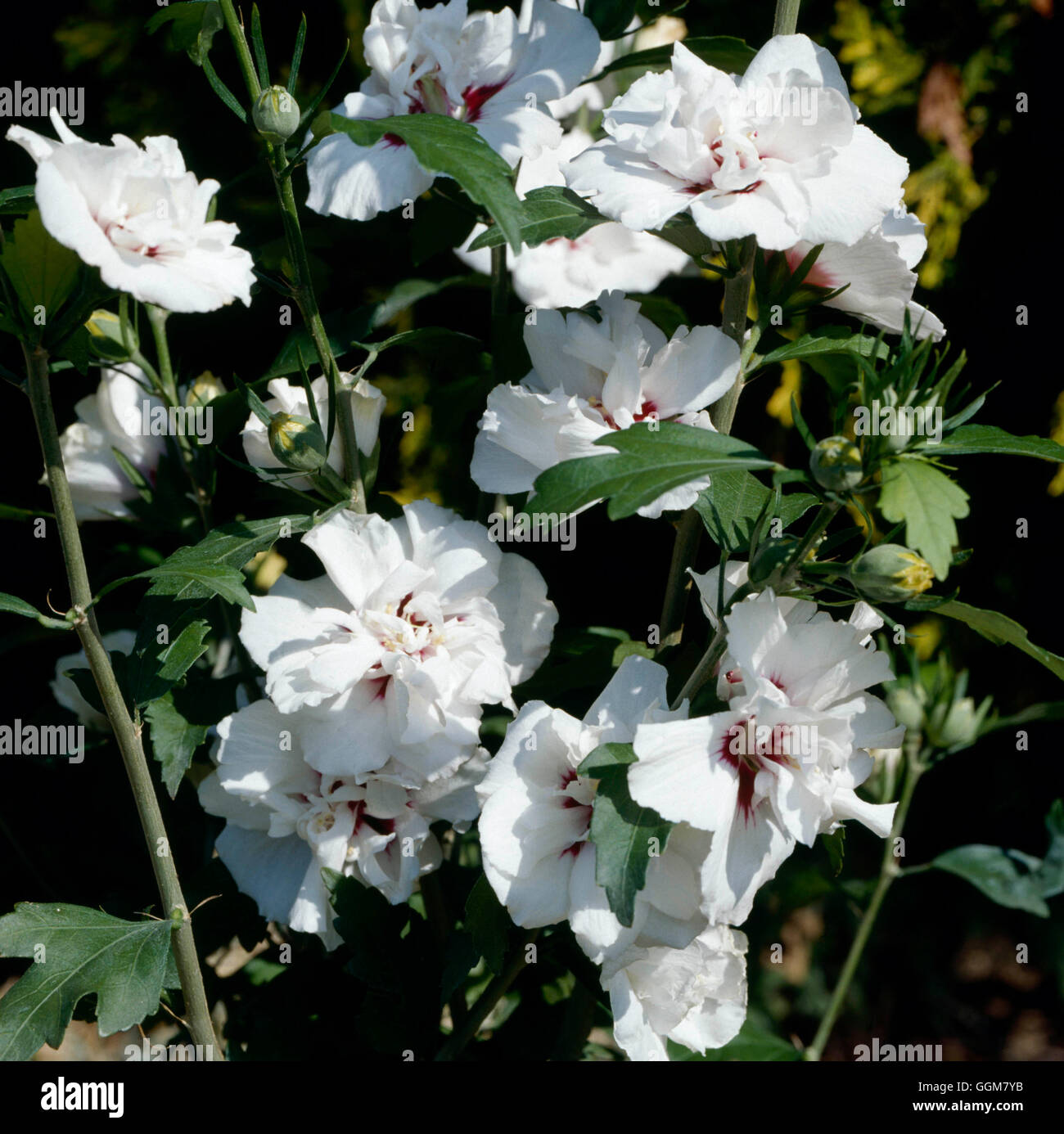 Hibiscus syriacus - `Lady Stanley'   TRS063256 Stock Photo